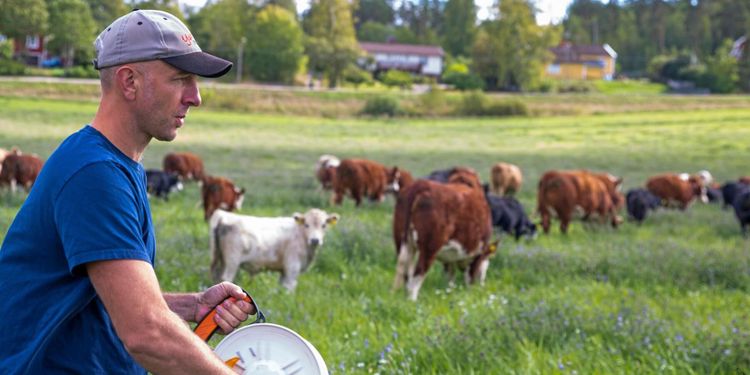 Han flyttar sina djur till nytt bete varje dag