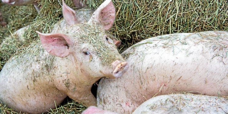 Svenska smittskyddskrav stoppas