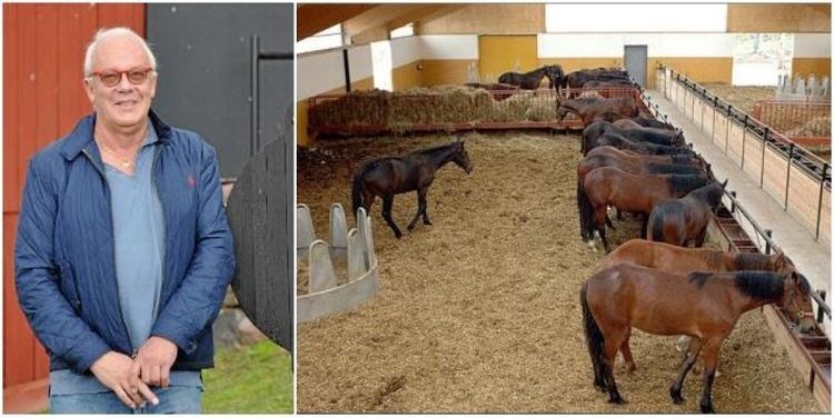 ”Svårt att få lönsamhet i hingsthållningen”