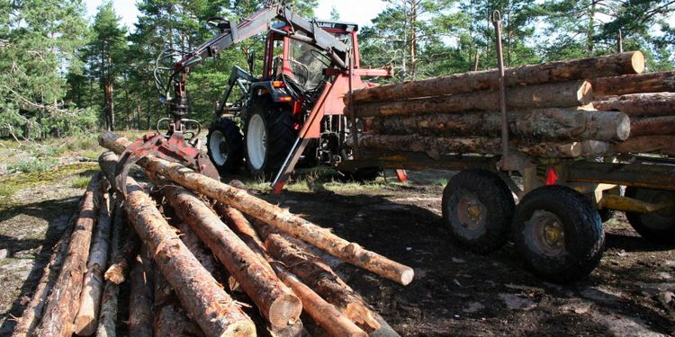 Svårt att jämföra timmerpriser – trots nytt verktyg