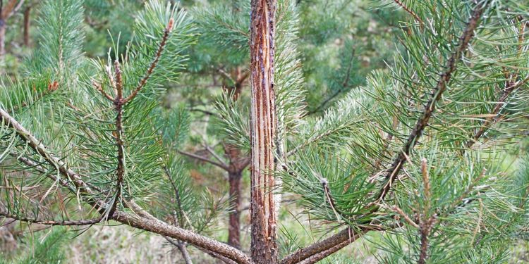 Betesinventeringen visar stora skogsskador