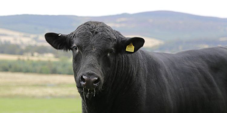 Angustjur gick för rekordpris