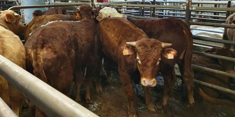 Nu avlivas de skeppsbrutna kalvarna