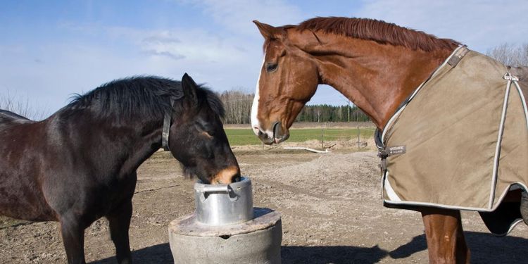 ”Osakliga angrepp hjälper inte hästnäringen”