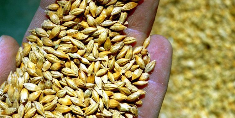 Höga priser gynnar maltkornsodlare