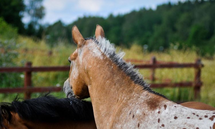 Ryttare ska hjälpa Missing People