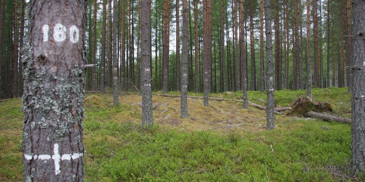 19 miljoner till forskning om skog