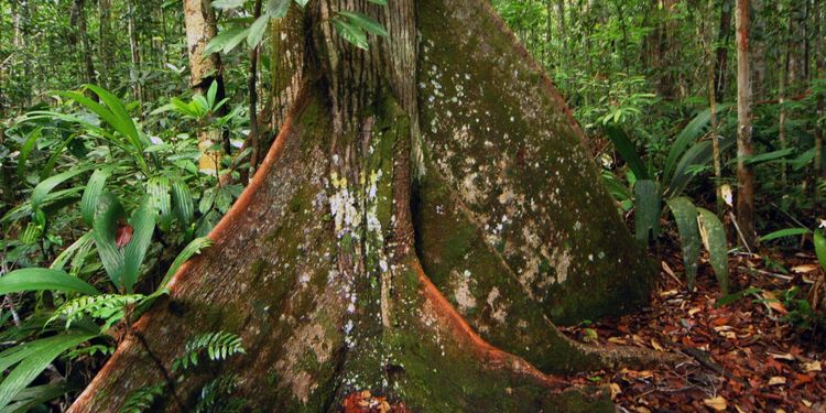 Ursprungsbefolkning uppmanar till importstopp