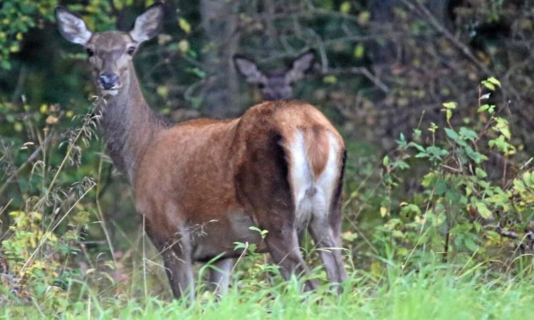 Utökad skyddsjakt på hjort