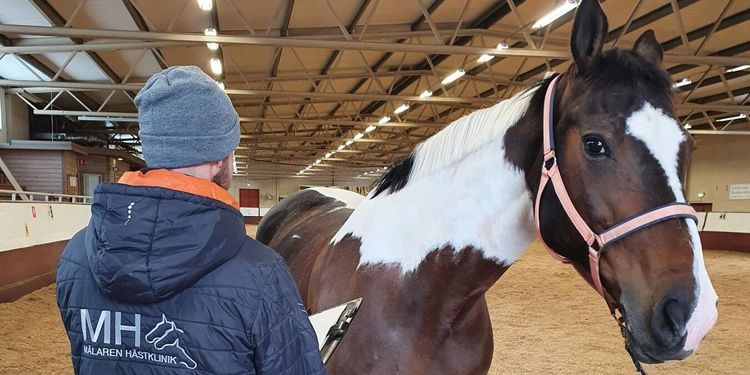 SLU kritiseras efter utbrott av dödligt hästvirus