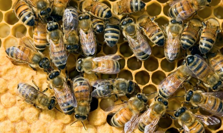 EU-parlamentet: Förbjud neonikotinoider