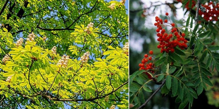 Över hälften av Europas trädarter hotade