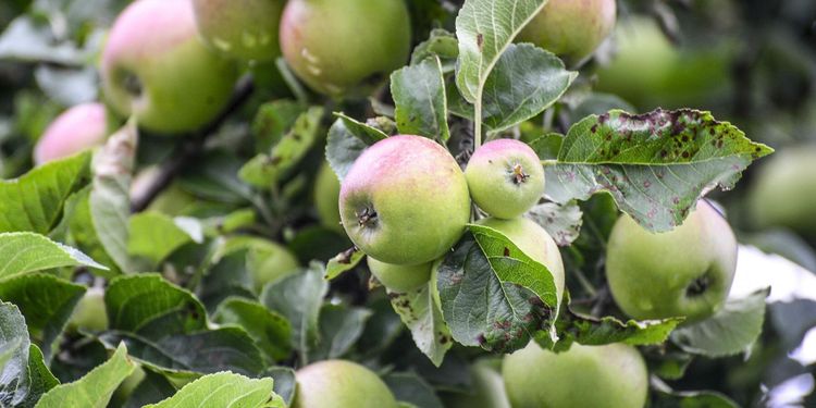 Tufft 2019 för äppelodlare