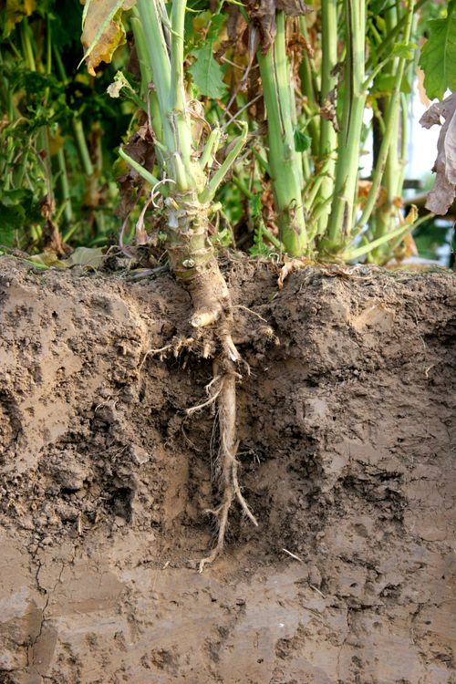 Marknörderi inleder Borgeby