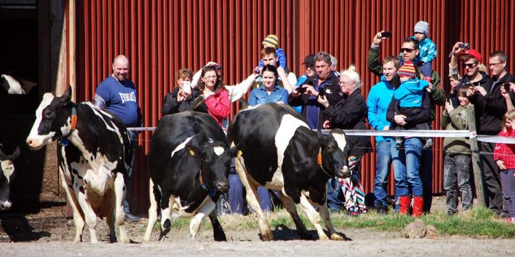 Inför kosläppet: Så hanterar du aktivister