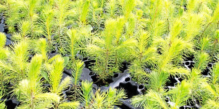 Press att plantera – annars hotar miljonförlust