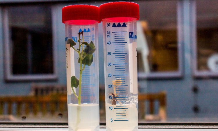 EU-upprop för gensaxning