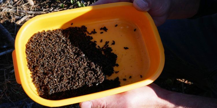 Här har det varit flest barkborrar