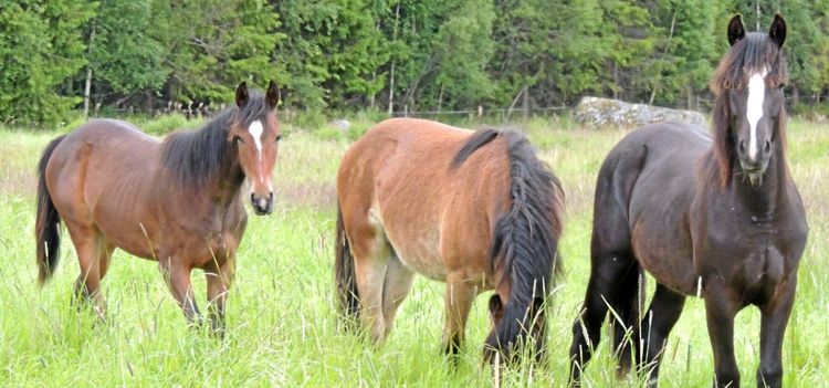 Skövde slakteris ägare startar hästslakt