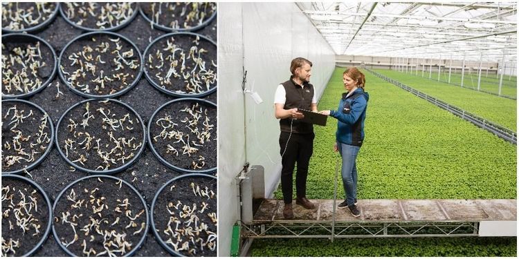 Svegro lyfte odlingen med egen algoritm