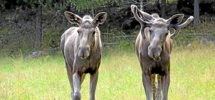 CWD-smittad älg hittad i Finland