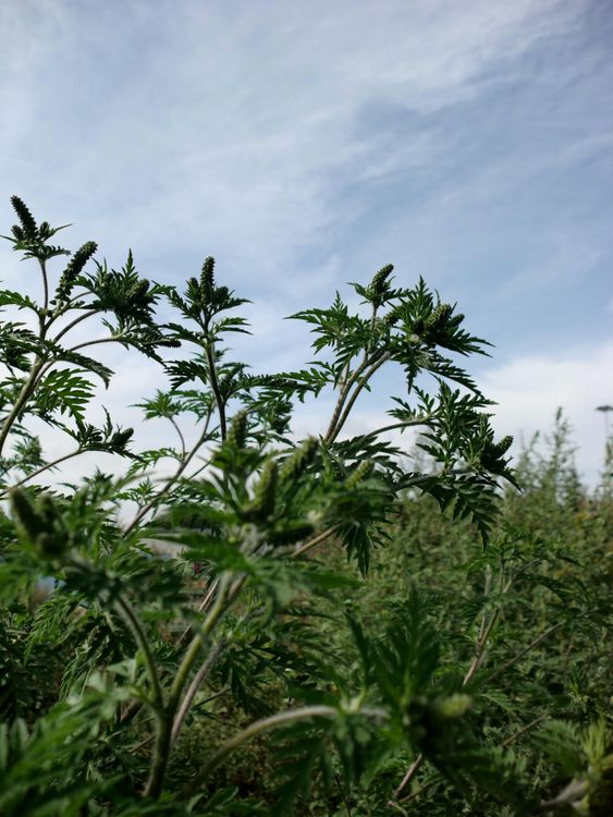 Pollenvärsting riskerar etablera sig i Sverige