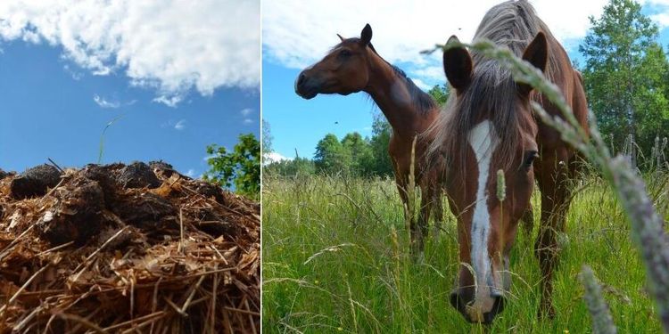 Hästägare riskerar hårdare regler kring gödsel