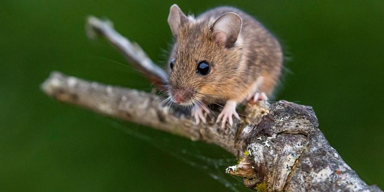 Det här får du göra för att stoppa en råttinvasion