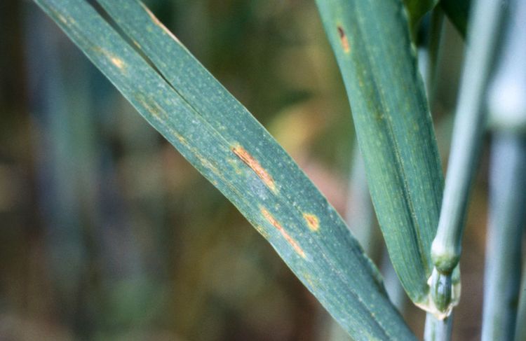 Tre nya fungicider mot svartpricksjuka har blivit godkända i Sverige och ytterligare två är på gång.