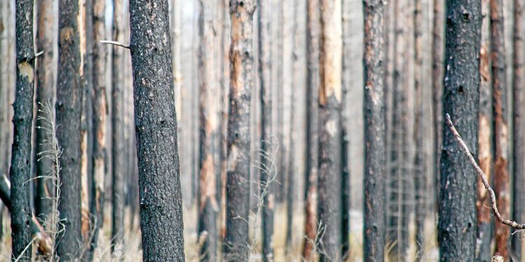 Ökade avverkningar efter bränderna