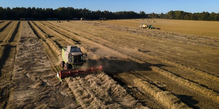Höjd ersättning ska ge mer svenskt mjöl i pastan