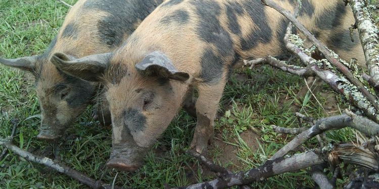 ”Linderödssvinet är den perfekta krisgrisen”