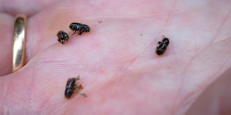 Flest borrar i Örebro