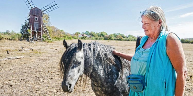 Hoppas på ökat intresse för irländsk ponnyras