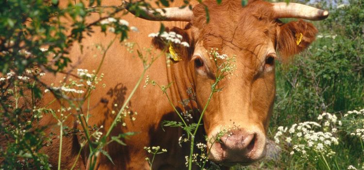 Ny märkning för kvalitet på djurhållning
