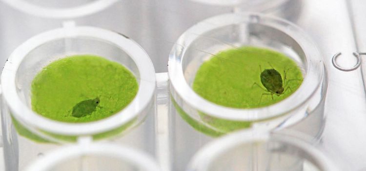 Okänt protein kan skydda mot bladlöss