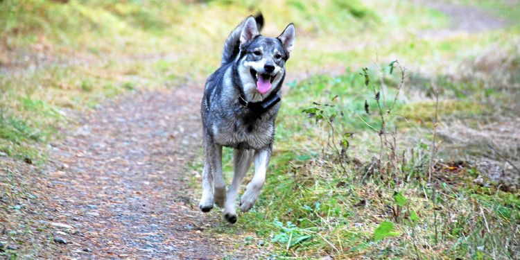 Torkan stoppar jakt med hund
