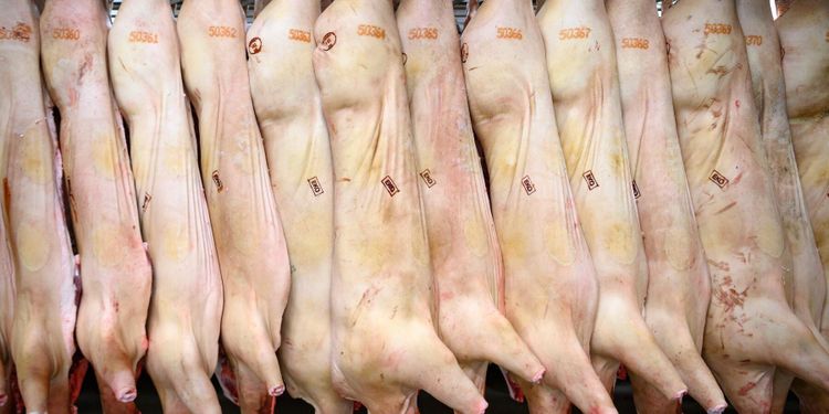 Pandemilyft för svenskt griskött