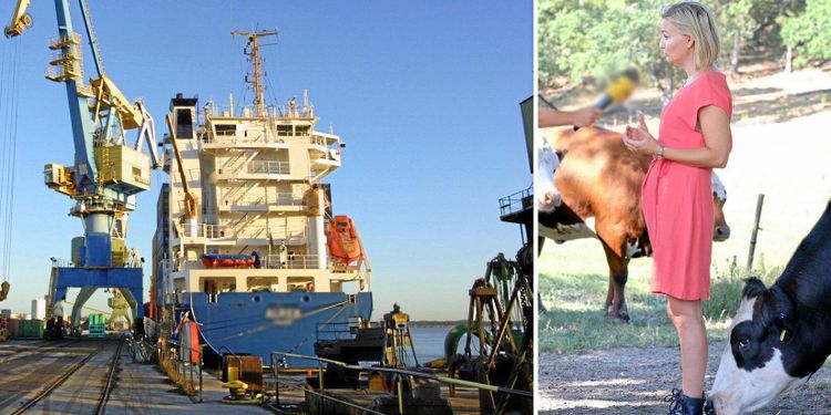 Kristdemokraterna vill krisfrysa kött