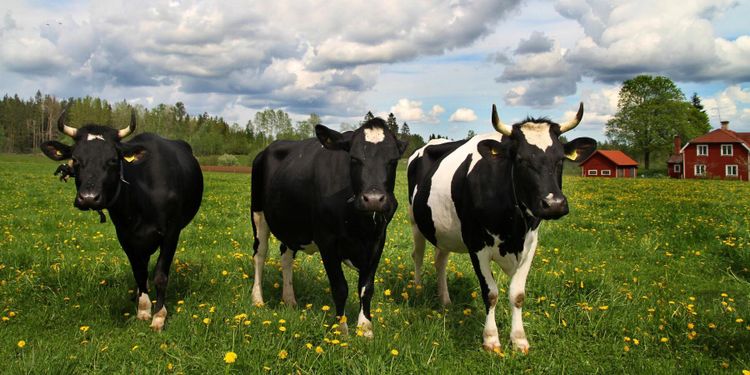 ”Mat på bordet ses som en självklarhet”