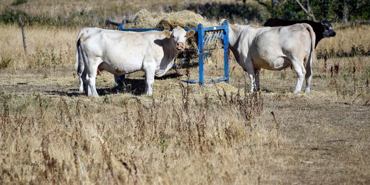 Forskare tar sig an sommartorkan