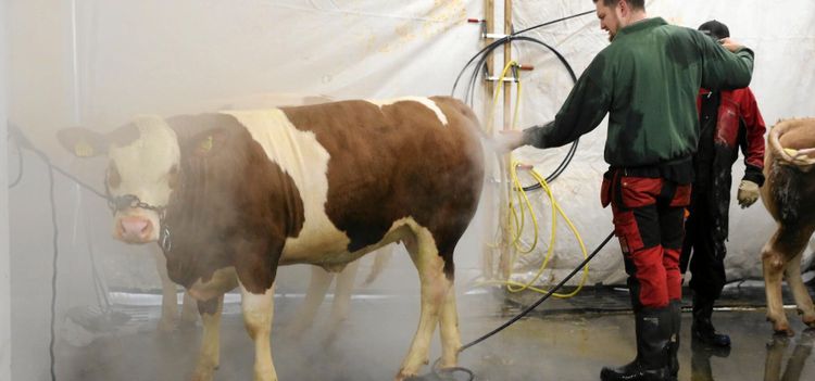 Tvättäkta nöt på Mila mässan