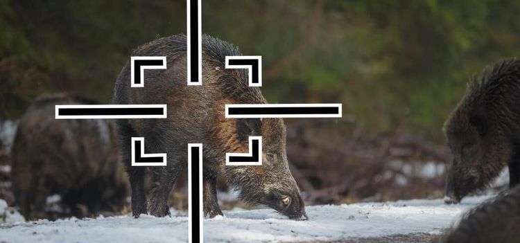Enad front i Danmark – utrota vildsvinen