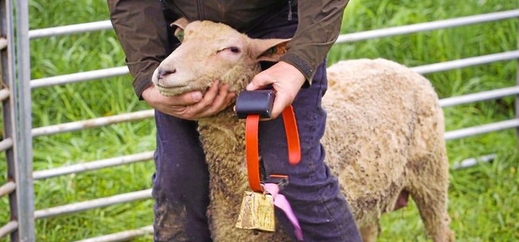 1 000 får uppkopplade i Norge