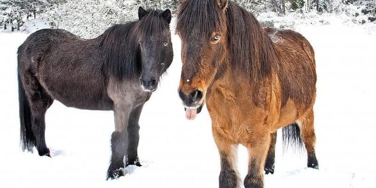 Mer än dubbelt så många kolikfall på vintern