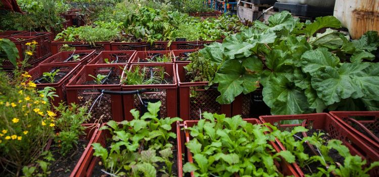 Stadsodling vinner mark