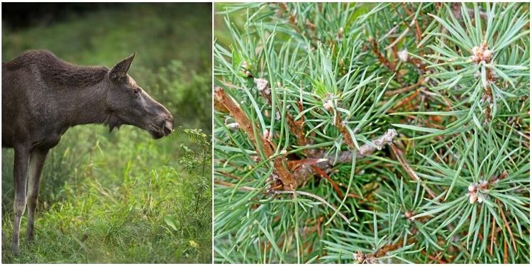 Älgbetesskadorna på tall minskar i Götaland