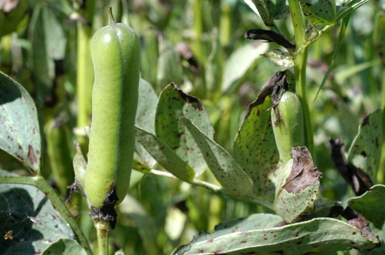 Nytt problem – åkerbönor möglar i fält