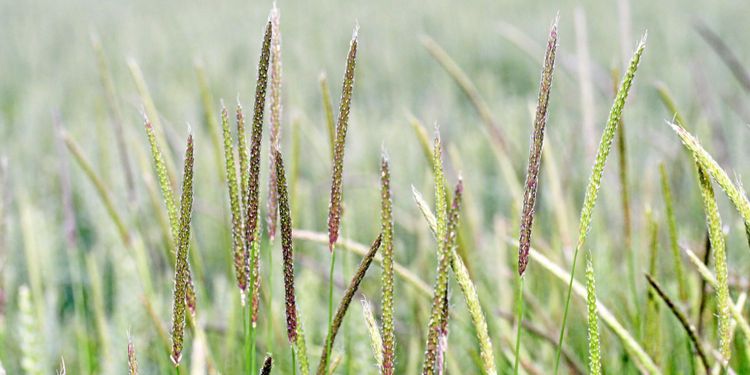 Sviktande effekt trots nya ogräsmedel