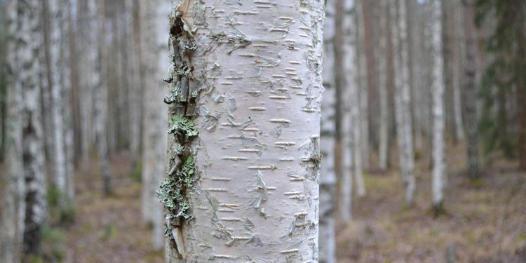 Förädlad björk alternativ till gran
